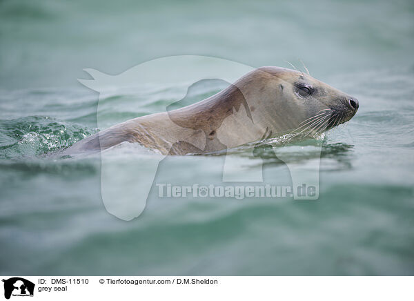 Kegelrobbe / grey seal / DMS-11510