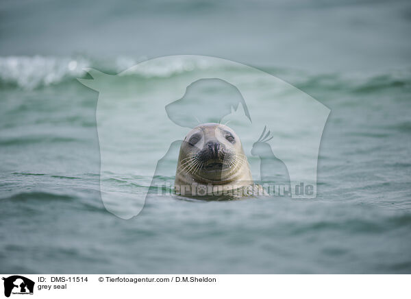 Kegelrobbe / grey seal / DMS-11514