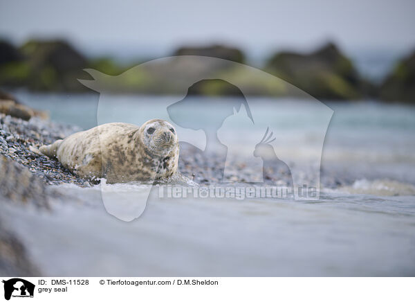 Kegelrobbe / grey seal / DMS-11528