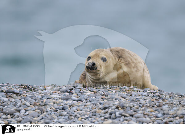 Kegelrobbe / grey seal / DMS-11533