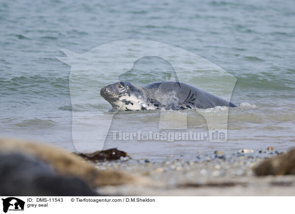 Kegelrobbe / grey seal / DMS-11543