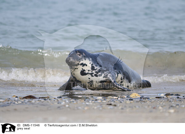 Kegelrobbe / grey seal / DMS-11546