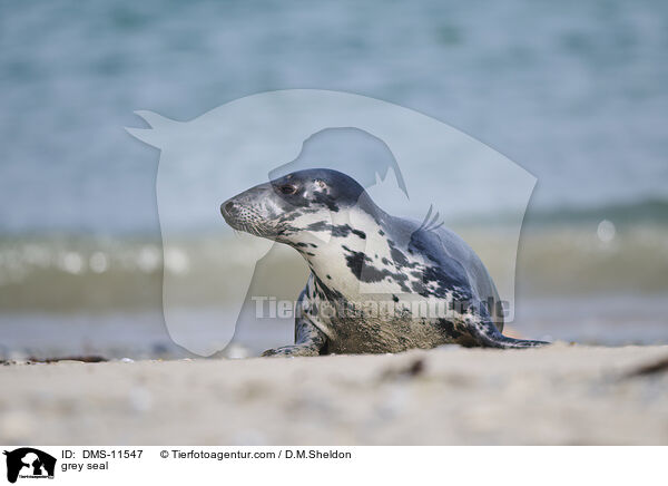 Kegelrobbe / grey seal / DMS-11547