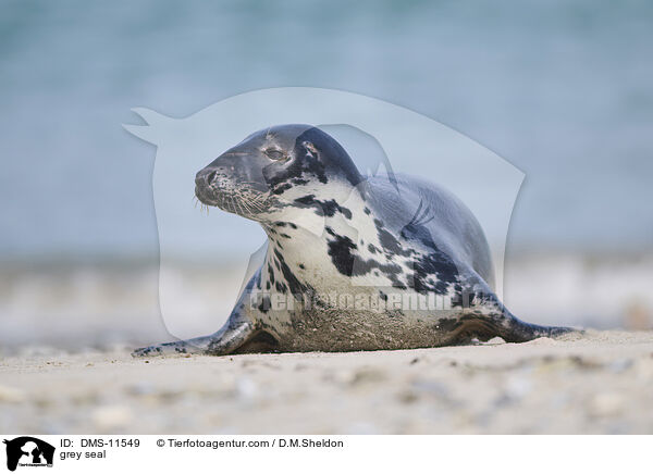 Kegelrobbe / grey seal / DMS-11549