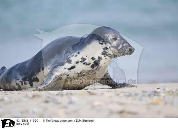 Kegelrobbe / grey seal / DMS-11550