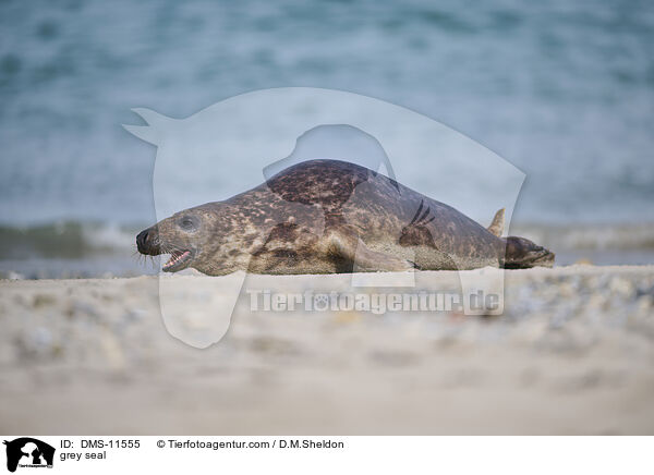 Kegelrobbe / grey seal / DMS-11555