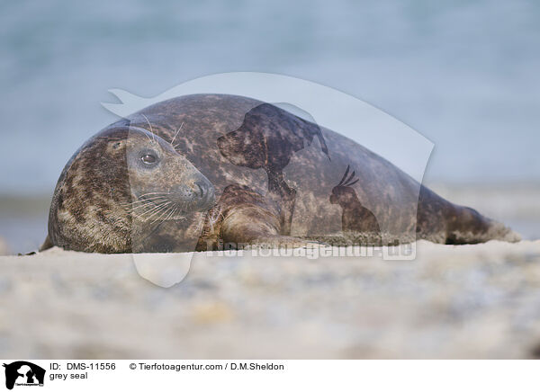 Kegelrobbe / grey seal / DMS-11556
