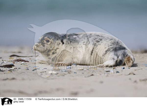Kegelrobbe / grey seal / DMS-11558