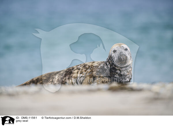 Kegelrobbe / grey seal / DMS-11561