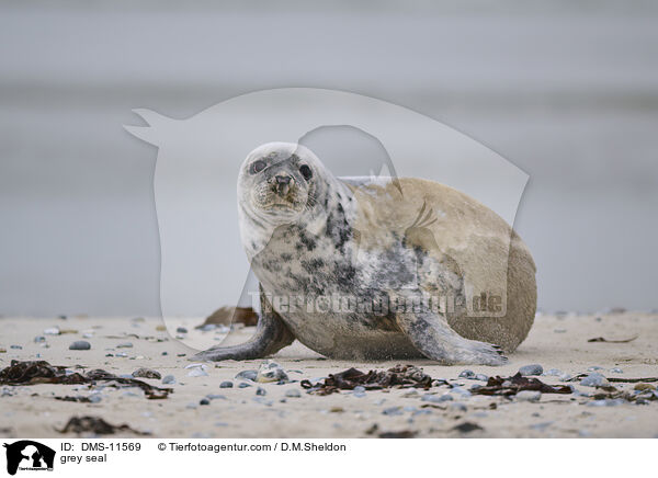 Kegelrobbe / grey seal / DMS-11569