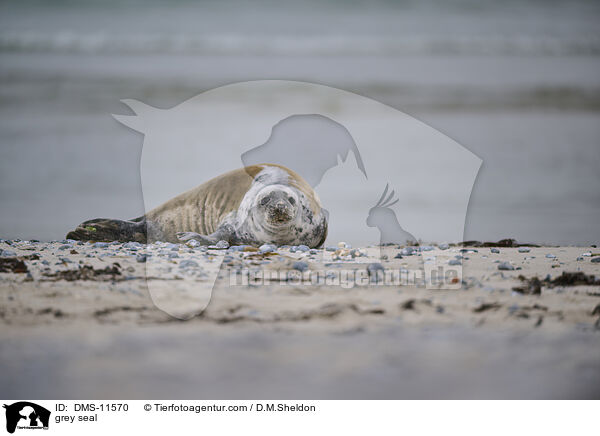 Kegelrobbe / grey seal / DMS-11570