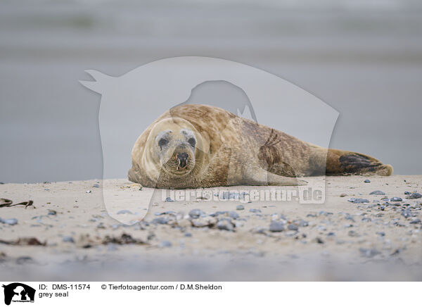 Kegelrobbe / grey seal / DMS-11574