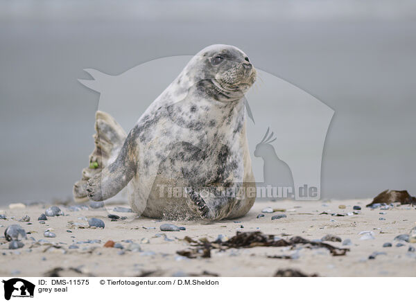 Kegelrobbe / grey seal / DMS-11575