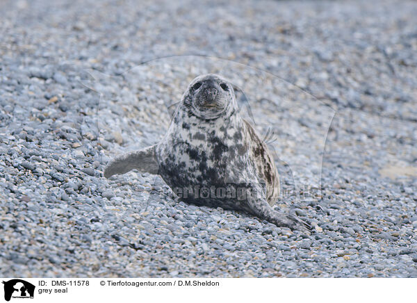Kegelrobbe / grey seal / DMS-11578