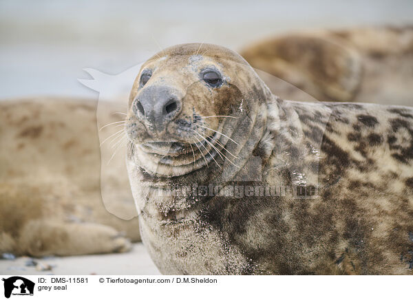Kegelrobbe / grey seal / DMS-11581