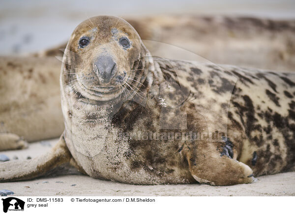 Kegelrobbe / grey seal / DMS-11583