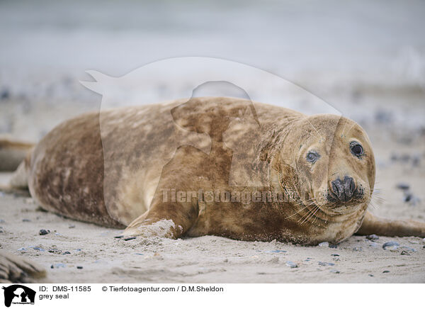 Kegelrobbe / grey seal / DMS-11585