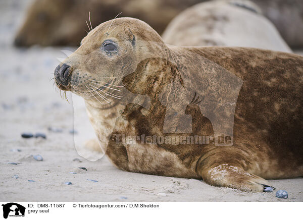 Kegelrobbe / grey seal / DMS-11587