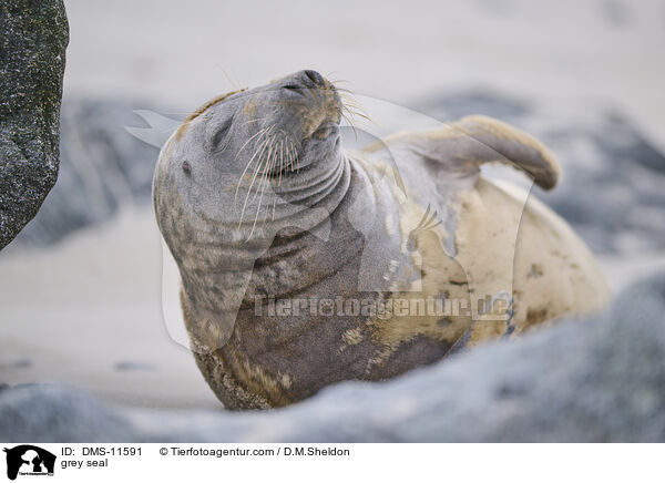 Kegelrobbe / grey seal / DMS-11591