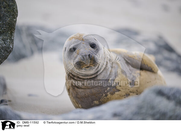 Kegelrobbe / grey seal / DMS-11592