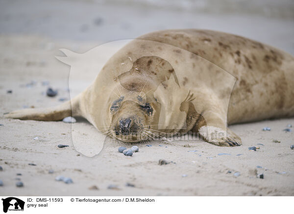 Kegelrobbe / grey seal / DMS-11593