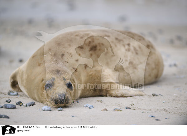 Kegelrobbe / grey seal / DMS-11595