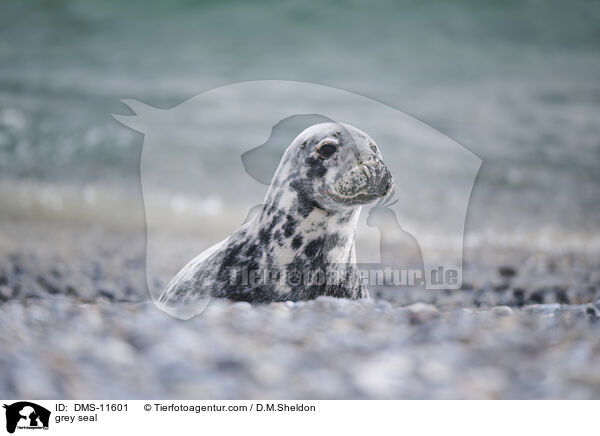 Kegelrobbe / grey seal / DMS-11601