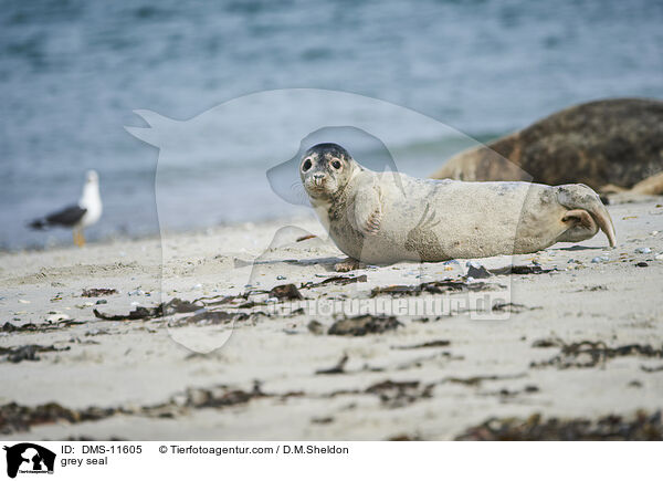 Kegelrobbe / grey seal / DMS-11605
