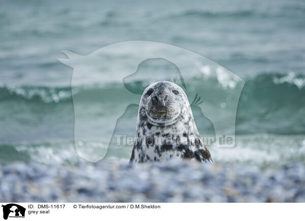 Kegelrobbe / grey seal / DMS-11617