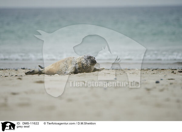 Kegelrobbe / grey seal / DMS-11622