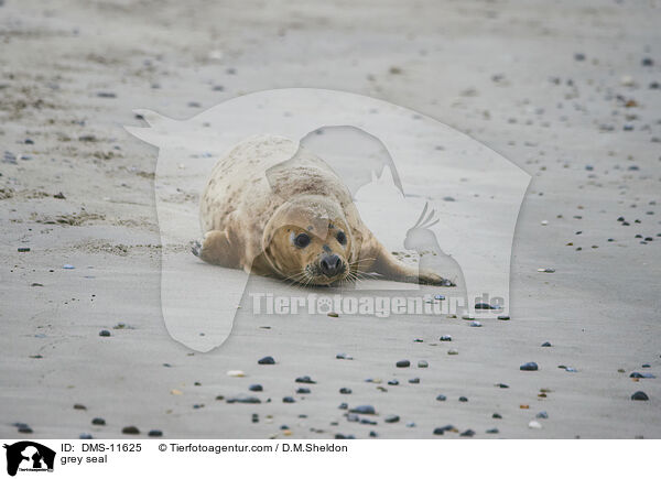Kegelrobbe / grey seal / DMS-11625