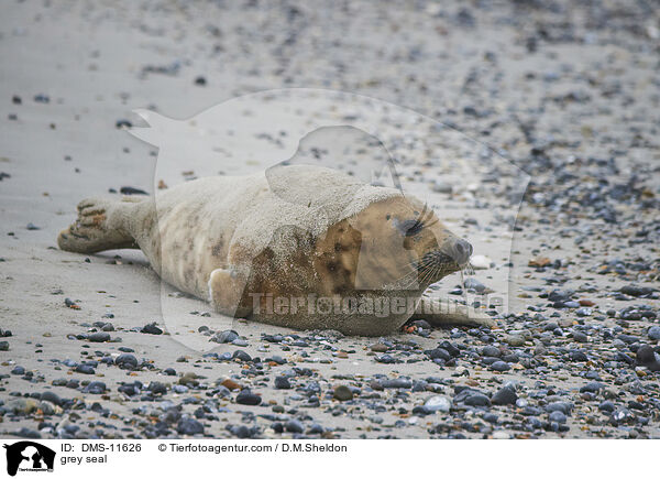 Kegelrobbe / grey seal / DMS-11626