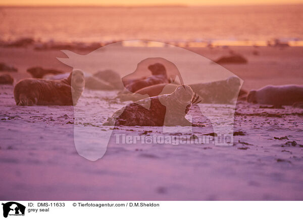 Kegelrobbe / grey seal / DMS-11633