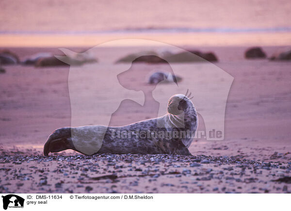 Kegelrobbe / grey seal / DMS-11634