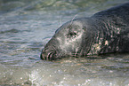 grey seal