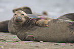 grey seal