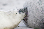 grey seal