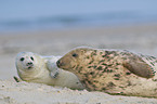 grey seals