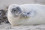 young grey seal