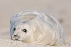 young grey seal