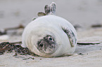 young grey seal