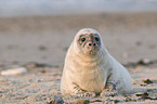 young grey seal