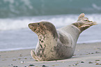 grey seal