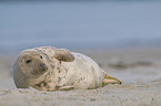 grey seal