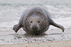 male grey seal