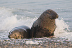 grey seals