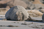 grey seal