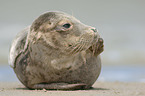 grey seal