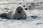 young grey seal