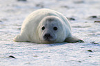 young grey seal